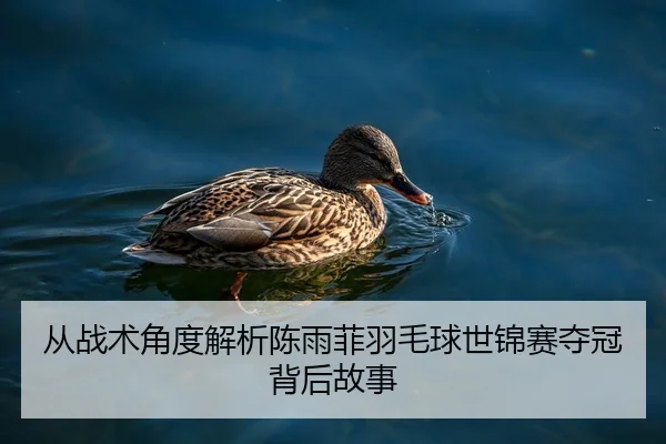 从战术角度解析陈雨菲羽毛球世锦赛夺冠背后故事